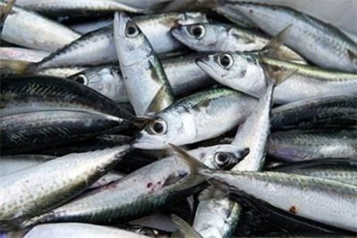 32 процента от рибата и морските деликатеси, които предлагат веригите, са с произход България. Снимка Архив