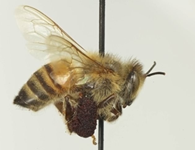 Североамериканската Работната група на NAPPC Honey Bee има няколко функции. Една от тях е да определя всяка година получателите на безплатни помощи за лечение на пчелите.
