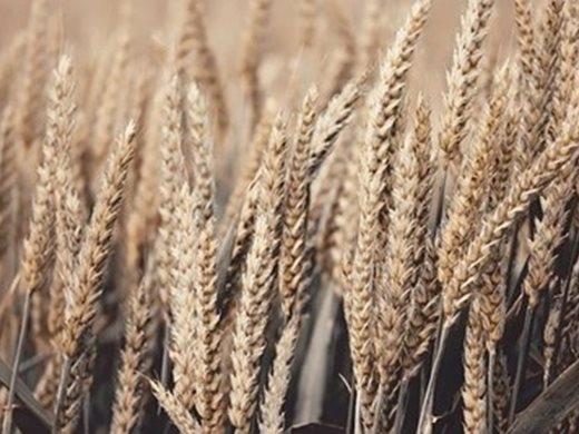 Румъния очаква по-ниска реколта от пшеница заради сушата