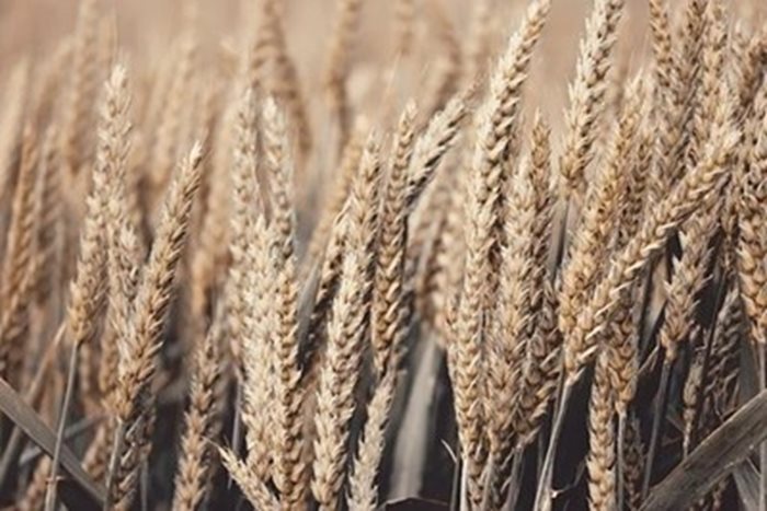 Продукцията от пшеница на Румъния се очаква да спадне съществено тази година заради продължителната суша СНИМКА: Pixabay