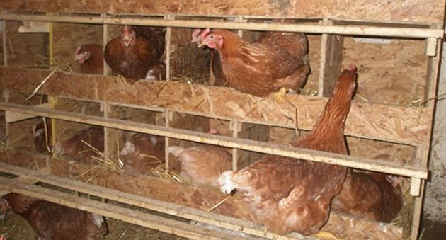 5-7 дни след преместването кокошките възстановяват яйцеснасянето