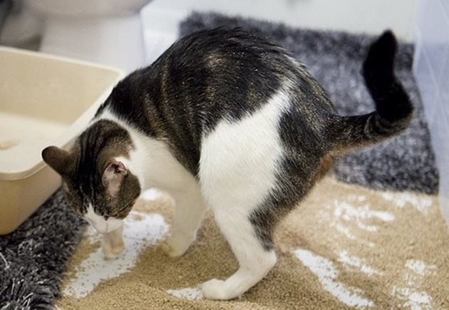 Спазвайте перфектна хигиена при отглеждането на котка в дома си