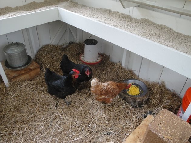 Не променяйте интериора на кокошките в новото помещение