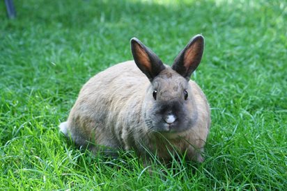 Защо зайците са идеалният домашен любимец