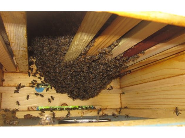 Пчелите са се приспособили към пълен зимен покой. Всяко негово нарушаване независимо по какви причини е станало вреди на доброто им презимуване.