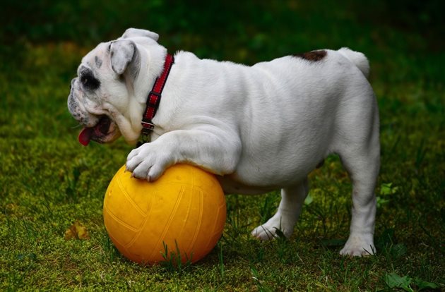 Ако играе с топка, тя трябва е да е толкова голяма, че да не може да я глътне дори ако я спука
