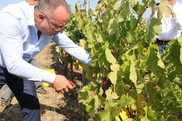 Порожанов даде начало на кампанията по прибиране на реколтата в масивите на винарска изба край пазарджишкото село Черногорово. Снимка министерство на земеделието.