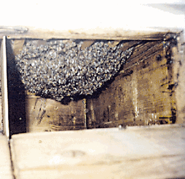 Важно е температурата в кълбото да се поддържа на необходимото за живота на пчелите ниво. При това червото не се препълва, тъй като на всека пчела индивидуалното натоварване е по-малко.Снимка Пчеларски вестник