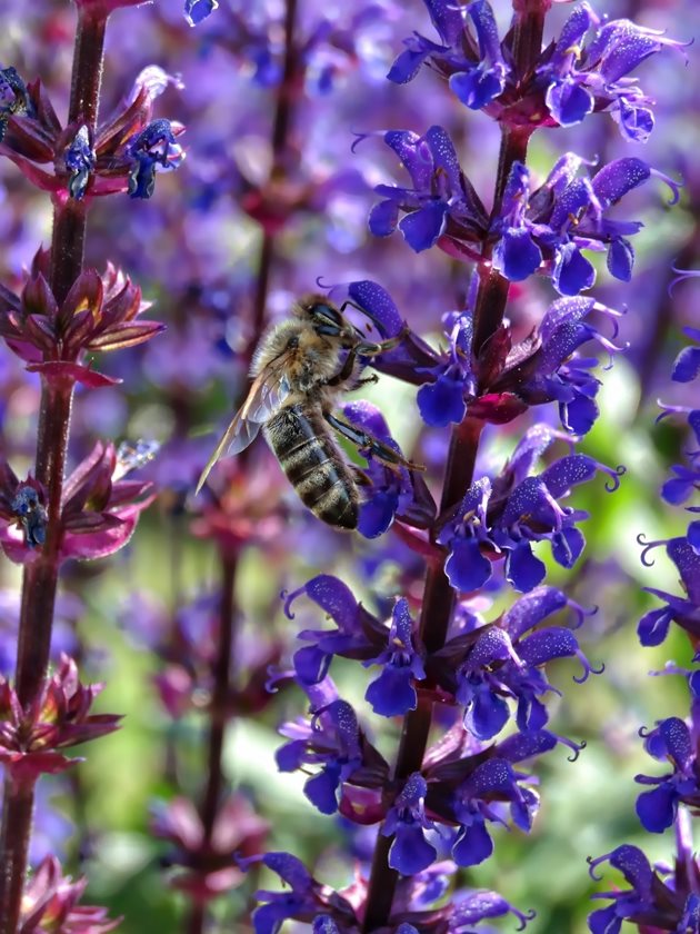 Икономическата стойност на насекомите, опрашващи растенията в Европа, се изчислява на около 22 милиарда евро годишно. Земните пчели и някои други насекоми са също толкова важни опрашители, колкото са и медоносните пчели