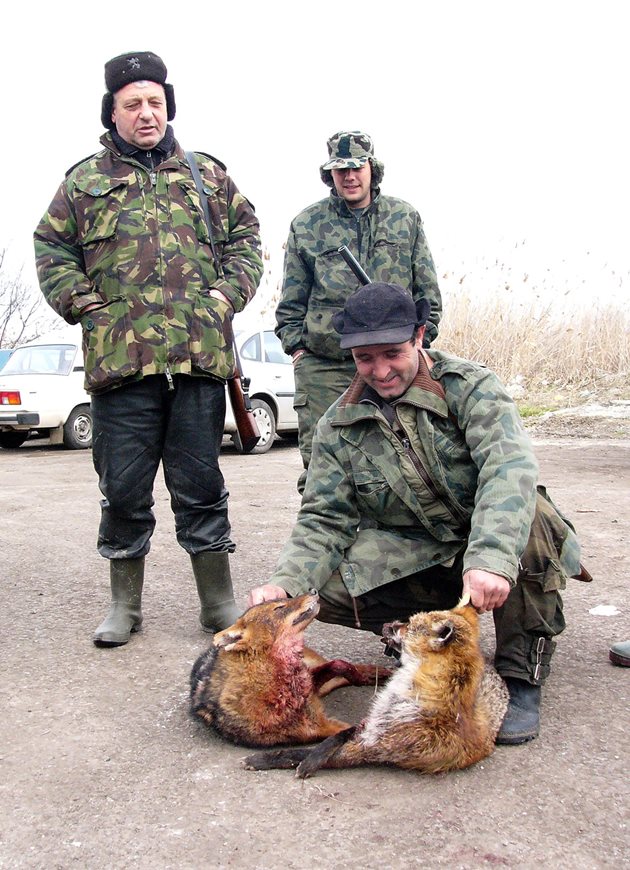 Често чакалите са плячка на ловци, но двете животни край село Тича най-вероятно са отровени.