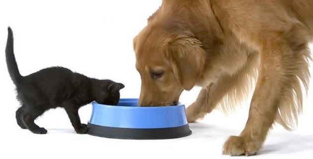 Важното е храненето от кучешката купичка да не стане навик на котката