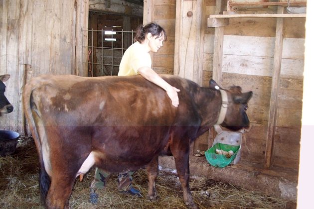 Типичните млечни крави Джерсей са много подходящи за отглеждане от дребни стопани