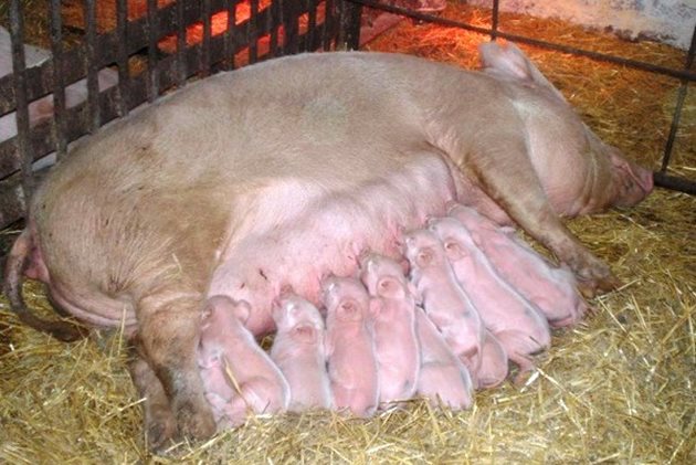 За да бъде прасилото многобройно и здраво, изберете свиня на 2-4-годишна възраст
