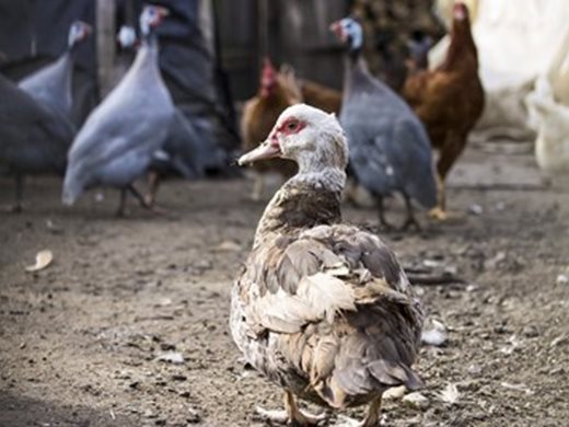 Нидерландия избива около 102 000 пилета, за да спре разпространението на птичи грип