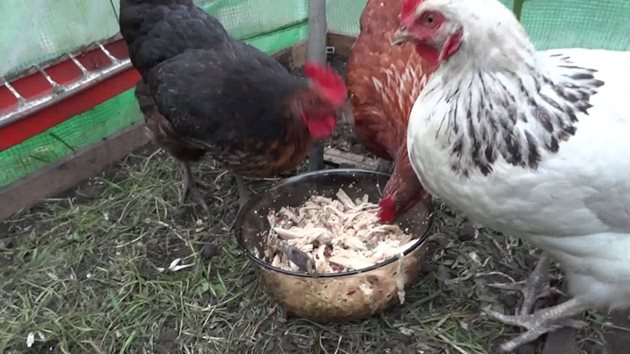 През зимата е полезно подхранването на кокошките с месни остатъци