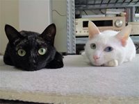 Черна котка, бял котарак
