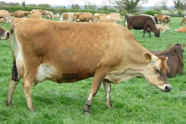 Дребната крава порода Джерсей е непретенциозна и може да мине спокойно само с паша