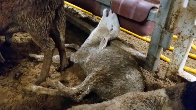 Според Еврогрупата за защита на животните 70 000 живи овце се отпътували към Кувейт, Катар и Обединените арабски емирства за августовския фестивал на жертвоприношенията. Снимки worldanimalsvoice.com