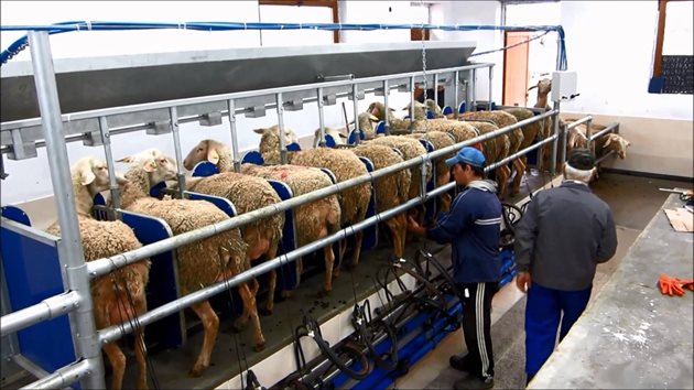 Вимето на овцете трябва да е добре развито и пригодено за машинно доене
