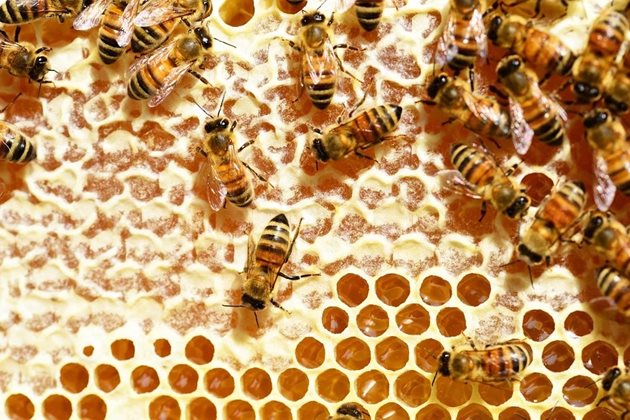 При поставянето на строителната рамка пчелите изграждат най-напред горното й отделение