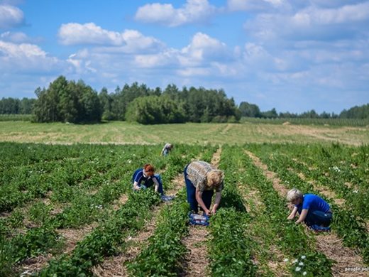 След смърт на мигрант в Италия - забрана за работа на полето в горещите часове от деня