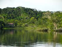 4 деца оцеляха сами 40 дни в Амазонската джунгла след самолетна катастрофа