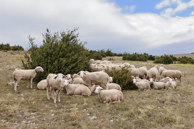 Строгият контрол на придвижване на животни е важна част от профилактиката на чумата по овцете и козите