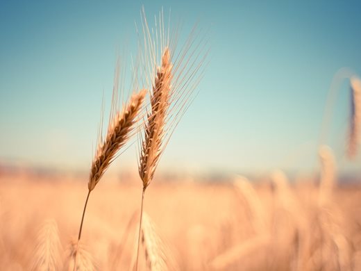 Може да се удължи забраната за внос на украинско зърно в България и още 4 страни