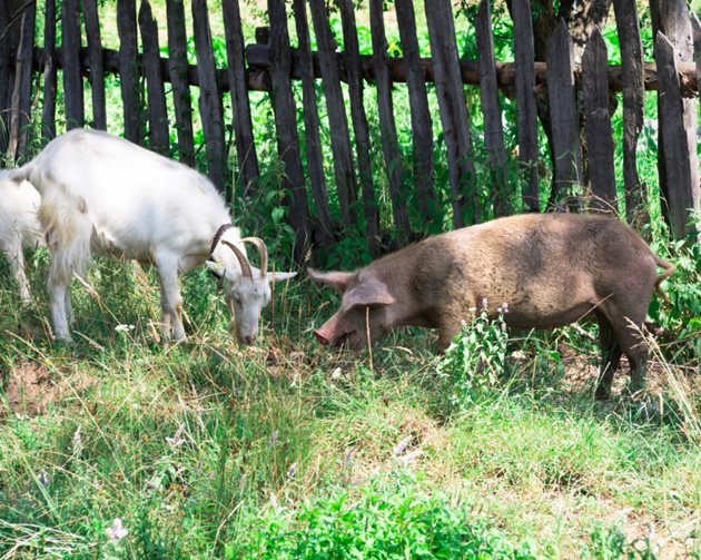 Фермерите трябва да знаят, че че едрите преживни животни и свинете не боледуват, но могат да се окажат преносители на причинителя на чумата по дребните преживни животни