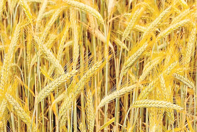 Ръжта не отстъпва на пшеницата по съдържание на суров протеин