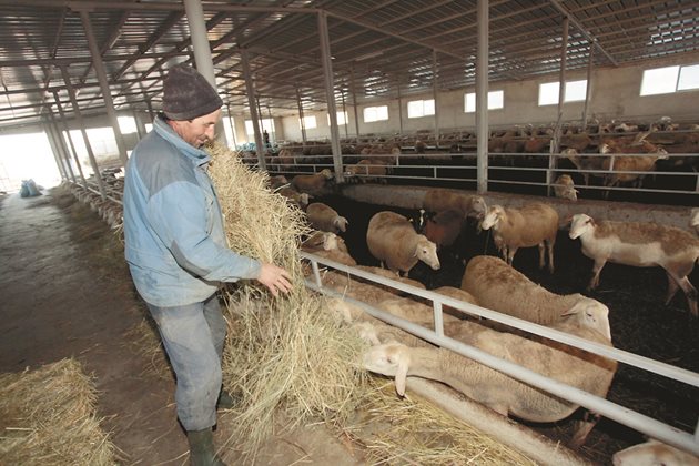  Оборният период ще е безпроблемен само ако стадото е обезпаразитено и ваксинирано навреме
 Снимка Андрей Белоконски
