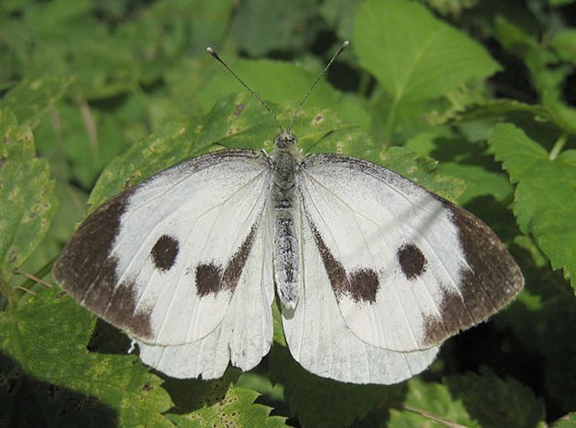 Бяла зелева пеперуда