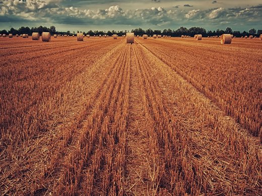 Делът земеделска земя за биоземеделие в ЕС се е увеличил с над 50% от 2012 г. до 2020 г.