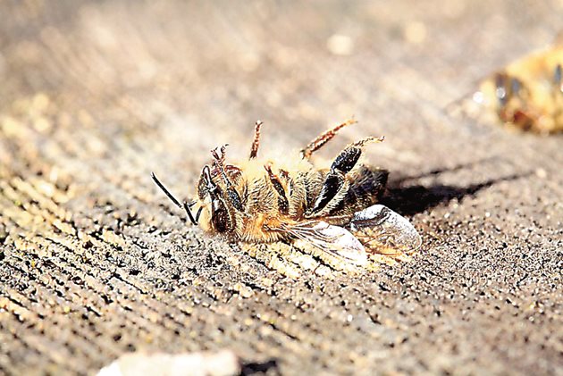 Мъртва пчела след третиране с пестициди