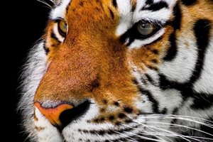 Тигърът - истинският цар на животните
