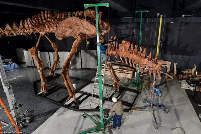 Сглобяването на титанозавъра в музея станало със специални повдигачи.