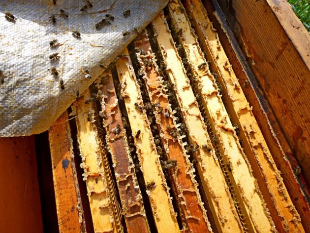 Според някои специалисти присъствието дори на 10-30% манов мед, събран от дъба и ивата, е достатъчно, за да предизвика загуби през периода на зимуването.