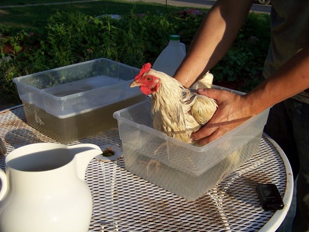 Опаразитените кокошки се изкъпват с акарацидно средство чрез потапяне