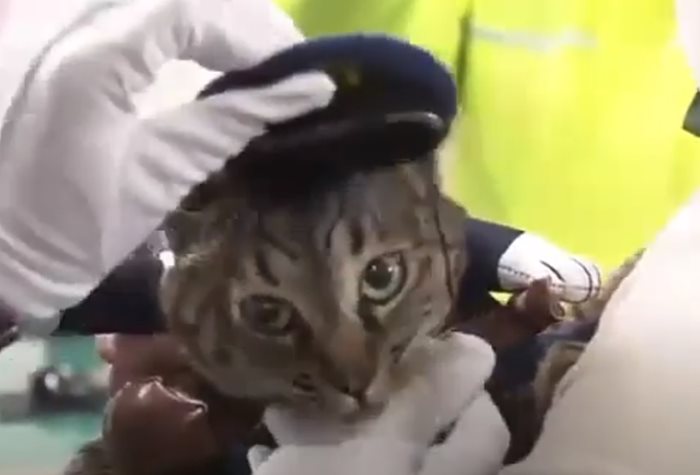 Котката Коко, облечена в полицейска униформа КАДЪР: YouTube