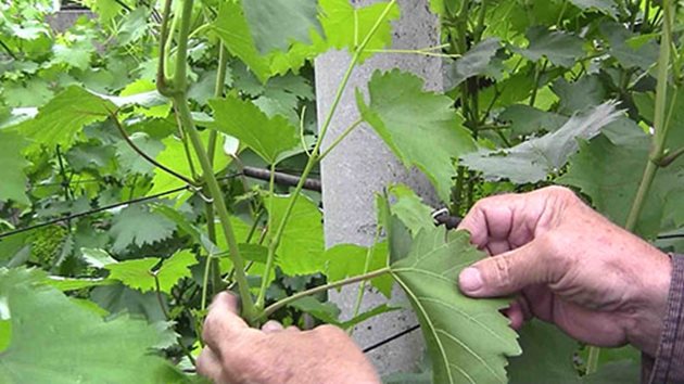 Премахването на листа около гроздовете има своя смисъл и силен предпазващ ефект от сиво гниене, особено ако падат краткотрайни и силни валежи