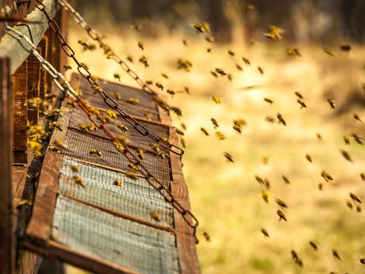 Истинският мед се втвърдява за месец