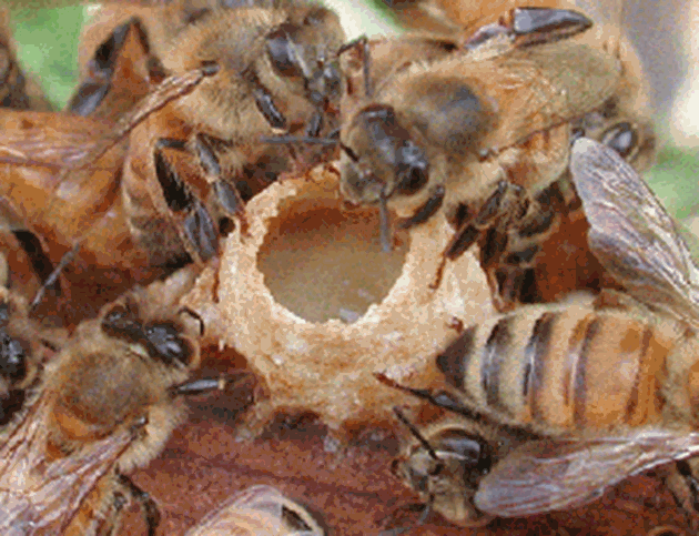 Инхибиторното влияние на мъртвата майка се изменя в зависимост от продължителността на времето, през което тя е мъртва. При умрели до една година пчелни майки усещането за присъствието им е такова, че поведението на пчелите работнички не се променя. През този период трупът на майката винаги е окръжен от пчели, които я докосват с антените си или езичето.