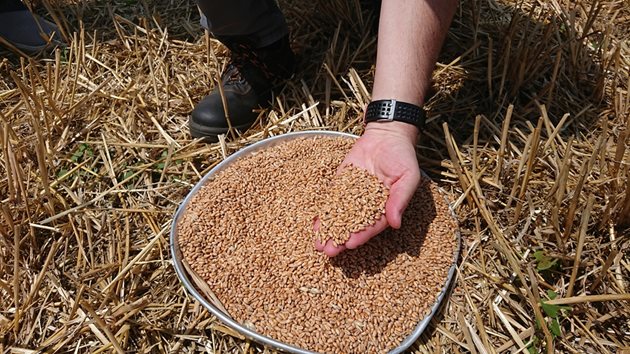 IDEAL третира зърното по изключително внимателен начин и намалява загубите под 1%