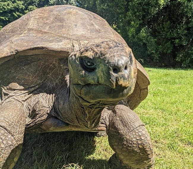 Джонатан е най-старото живо сухоземно животно в света, както и най-старата костенурка в историята Снимка: Wikipedia