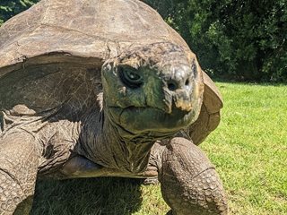 Най-старата костенурка в света отпразнува 191-ия си рожден ден