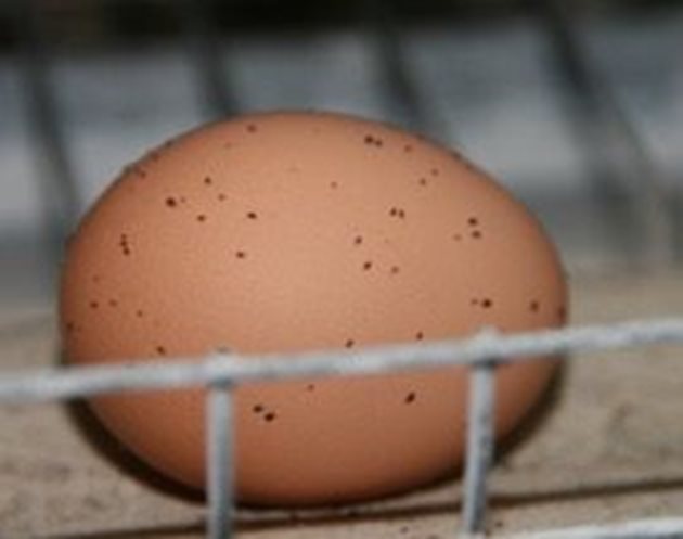 Малкото снесени яйца от опаразитените кокошки имат по черупката си червени точици