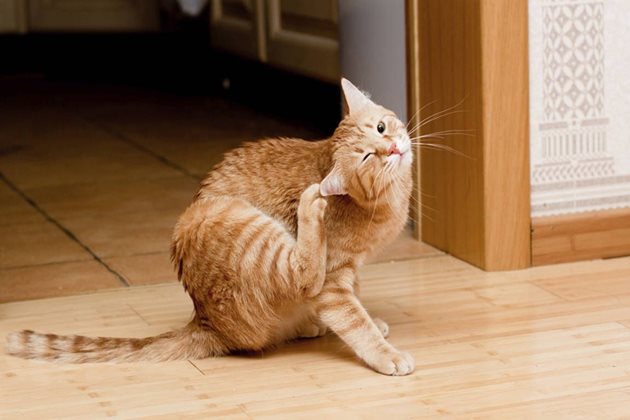Ушната краста предизвиква силен сърбеж при заразените котки