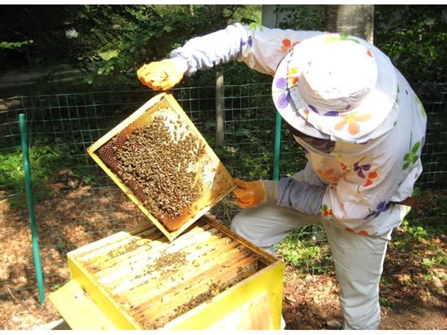 Само при солидна подготовка по пчеларство може да се очакват добри резултати, напомня на начинаещите пчелари проф. Бижо Бижев.