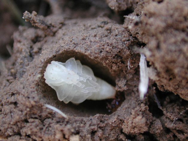 През април хоботникът снася яйца в почвата около лозите, така че окопайте добре