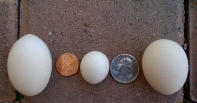 В средата - "едро" яйце, снесено от кокошка порода Серама
